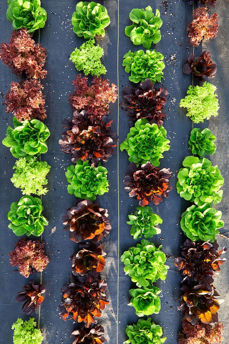 Category type image